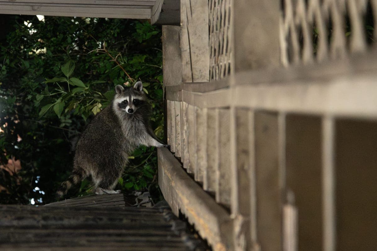 Raccoon in a yard at night